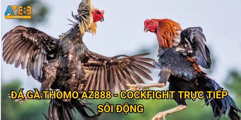 Đá gà Thomo Az888 - Trường gà Philippines đỉnh cao 2 Đá gà Thomo Az888 - Cockfight trực tiếp sôi động