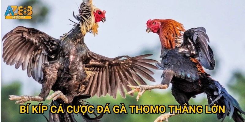 Đá gà Thomo Az888 - Trường gà Philippines đỉnh cao 3 Bí kíp cá cược đá gà Thomo thắng lớn