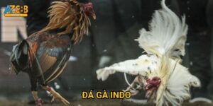 Đá gà Indo Az888 - Sabung ayam Indonesia đẳng cấp