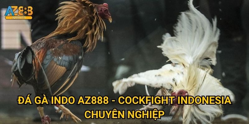 Đá gà Indo Az888 - Sabung ayam Indonesia đẳng cấp 2 Đá gà Indo Az888 - Cockfight Indonesia chuyên nghiệp