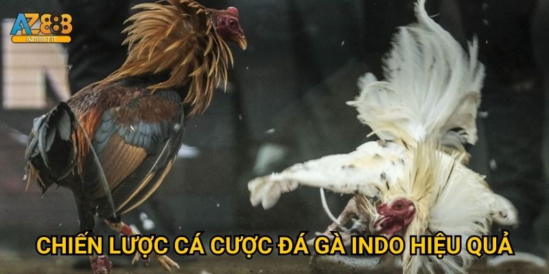 Đá gà Indo Az888 - Sabung ayam Indonesia đẳng cấp 3 Chiến lược cá cược đá gà Indo hiệu quả