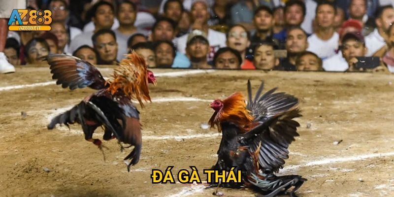 Đá gà Thái Az888 - Muay Thai gà chiến siêu hấp dẫn 1 Đá gà Thái Az888 - Muay Thai gà chiến siêu hấp dẫn