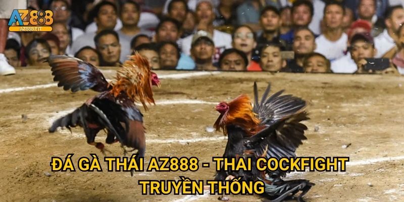 Đá gà Thái Az888 - Muay Thai gà chiến siêu hấp dẫn 2 Đá gà Thái Az888 - Thai cockfight truyền thống
