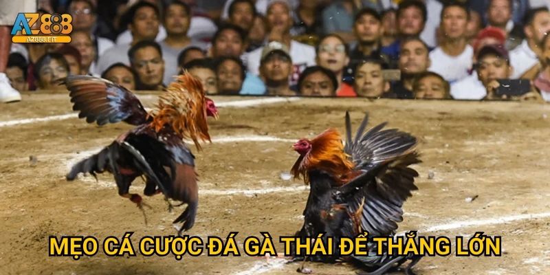 Đá gà Thái Az888 - Muay Thai gà chiến siêu hấp dẫn 3 Mẹo cá cược đá gà Thái để thắng lớn